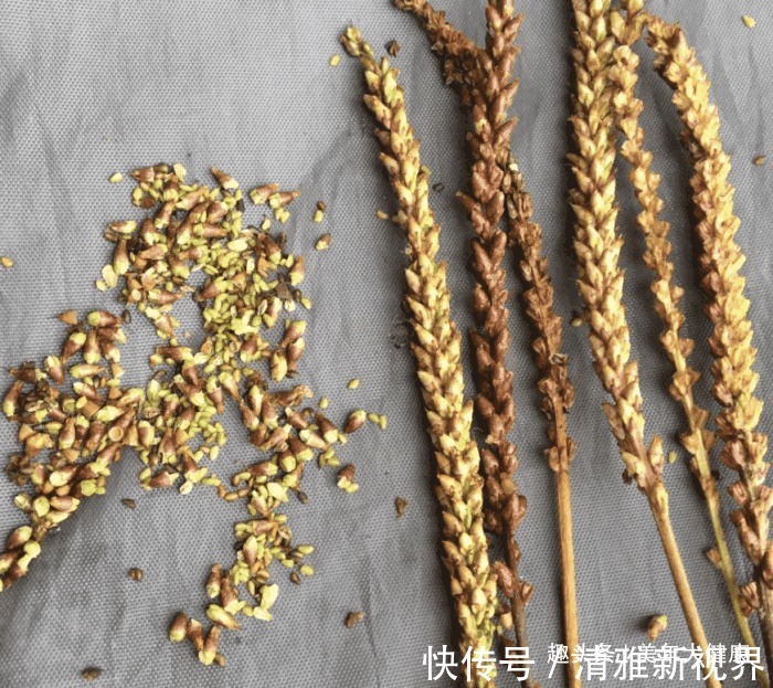 车前草性|医生提醒车前草浑身都是宝,可惜很多人不知道,现在知道还不晚