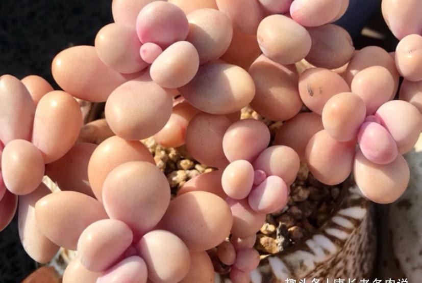 多肉桃蛋砍头？何必下如此狠手！是遇到这“4情况”必须要砍吗？