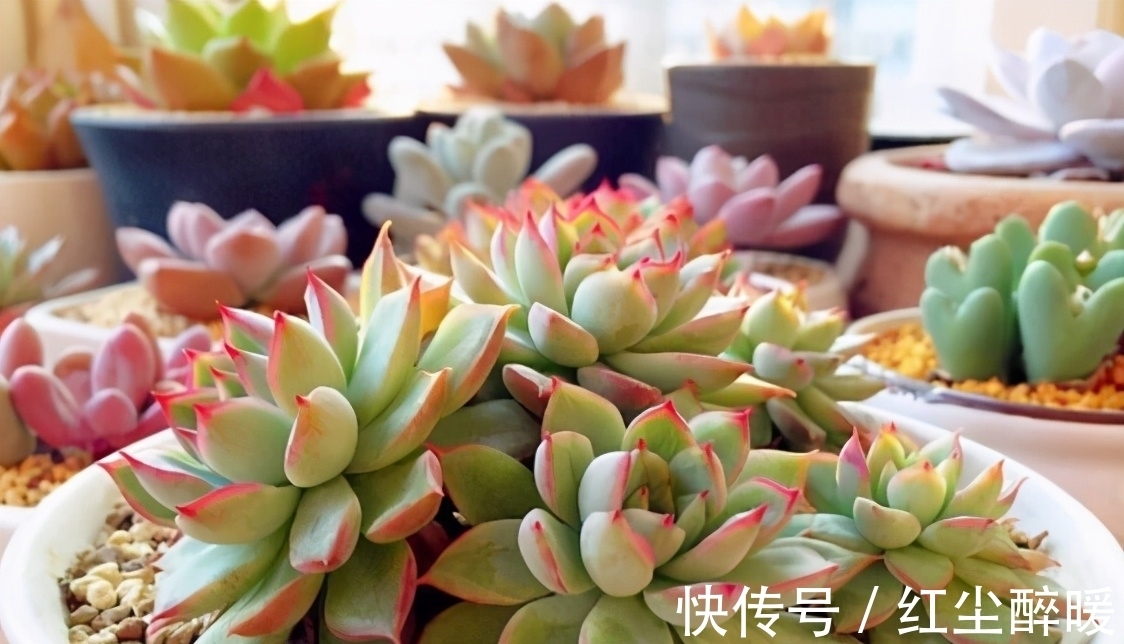 别再开心多肉长根了,茎干上长得越多植株问题越大,要及时处理