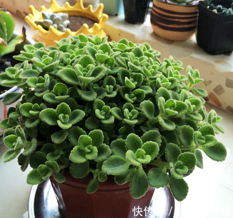 喜欢叶子有香味的花?5种芳香的绿植,比绿萝更好养更耐看