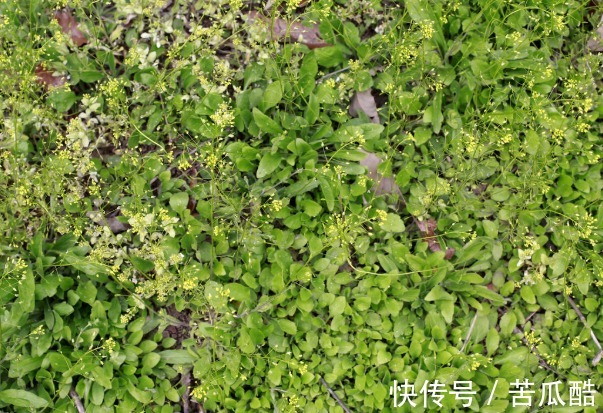 药王|7种带刺的野草个个是药王，化痰止咳、消肿解毒，但要注意第5种