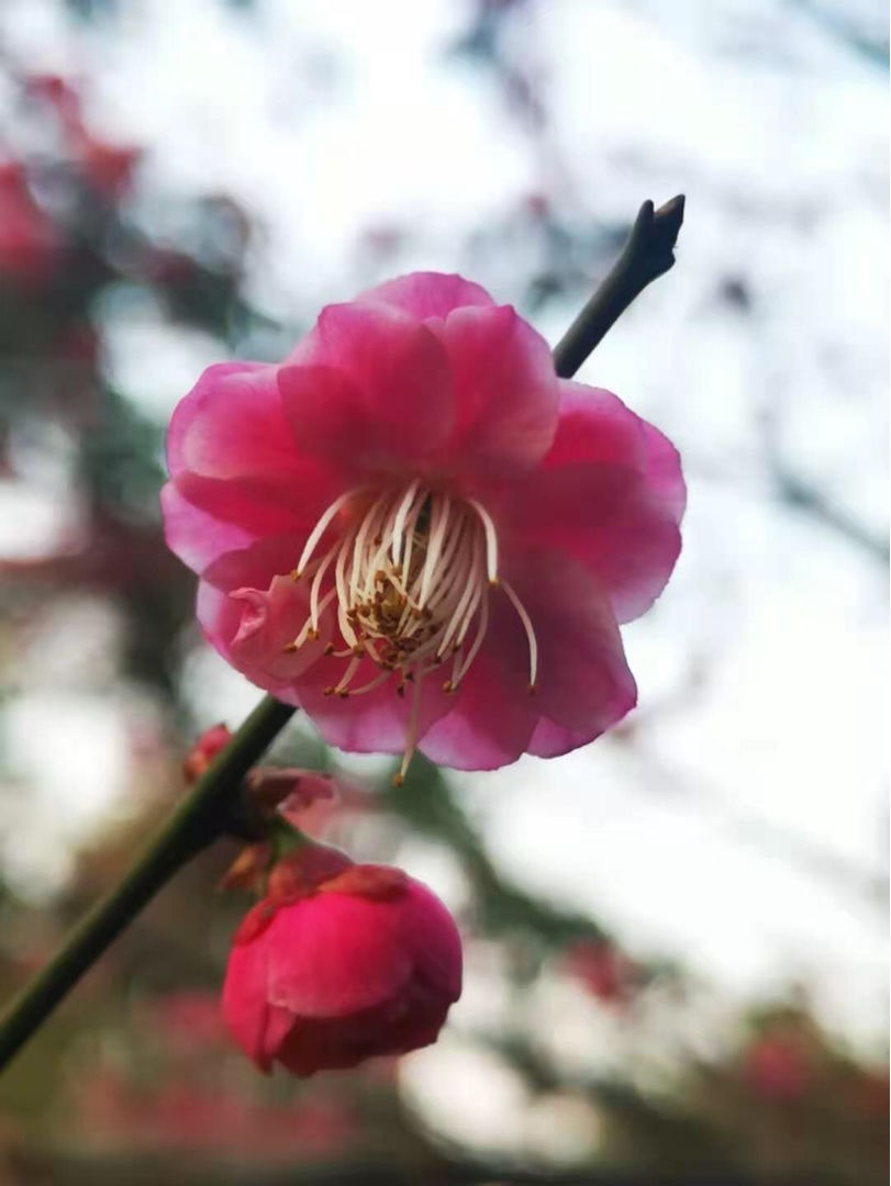 古人喜欢的花,一直传承至今,每一种都超有气质