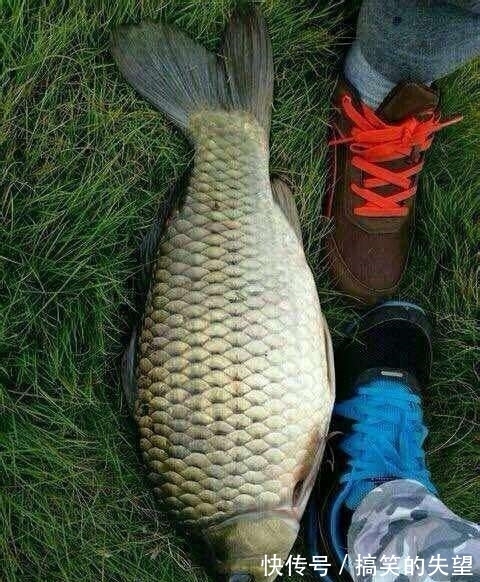 男人|男子野外无意钓出来这么大的鲫鱼,回家后得知真相后赶紧放生