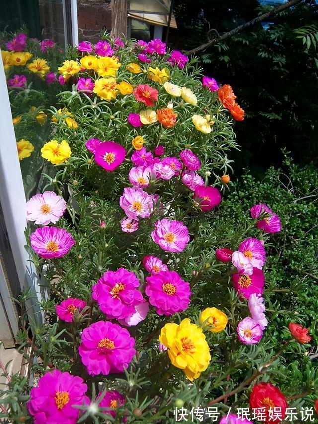 家有小院？养几种“不死花”，从来不用管，花开一片，延绵不断