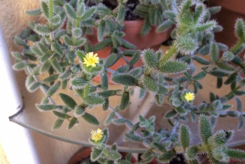 多肉|多肉叶子长皱纹,浇水不管用?学3招,养得饱满欲滴又坚挺