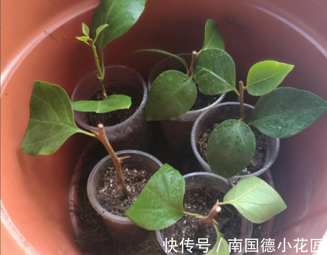 秋天|9月适合扦插繁殖,6种花容易生根,插上就能成活