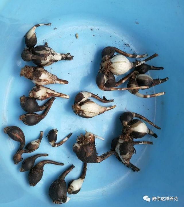 这种球乱养都能活,丢盆里1个月开花,开花太惊艳