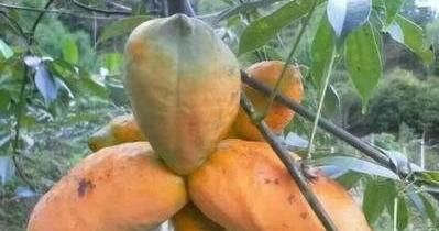 对身体很营养的3种食物,补血养气,疏通血管,增强免疫力