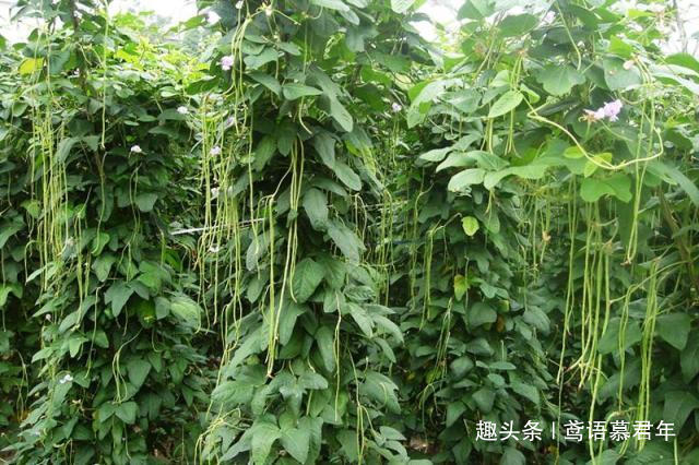 俗语|俗语“4大紧,4大软,4大嫩,4大蔫”,分别指的是什么