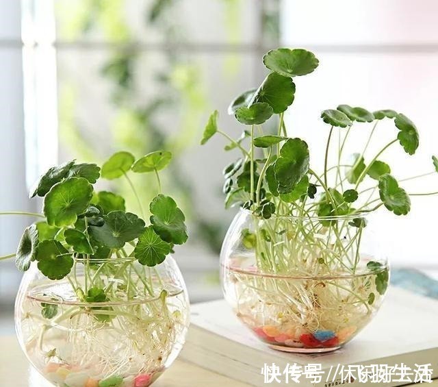 绿萝|这4种花 剪一段枝条丢水里就生根 家中绿意盎然！