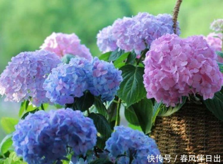 这几款小花,便宜又好养,花儿轻松开爆盆,适合阳台盆栽