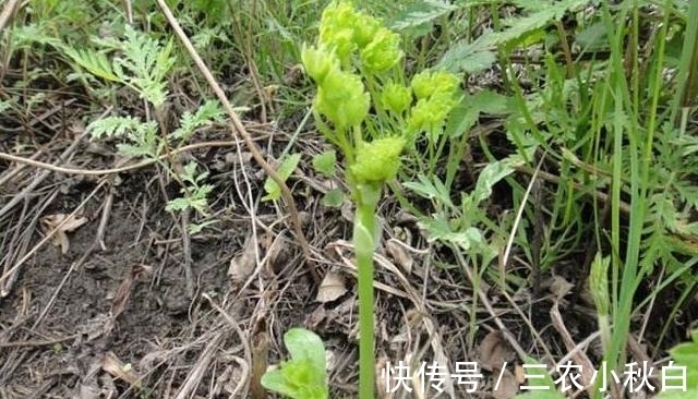 头痛|农村一种野菜,可以治头痛,知道的人不多,却能卖高价