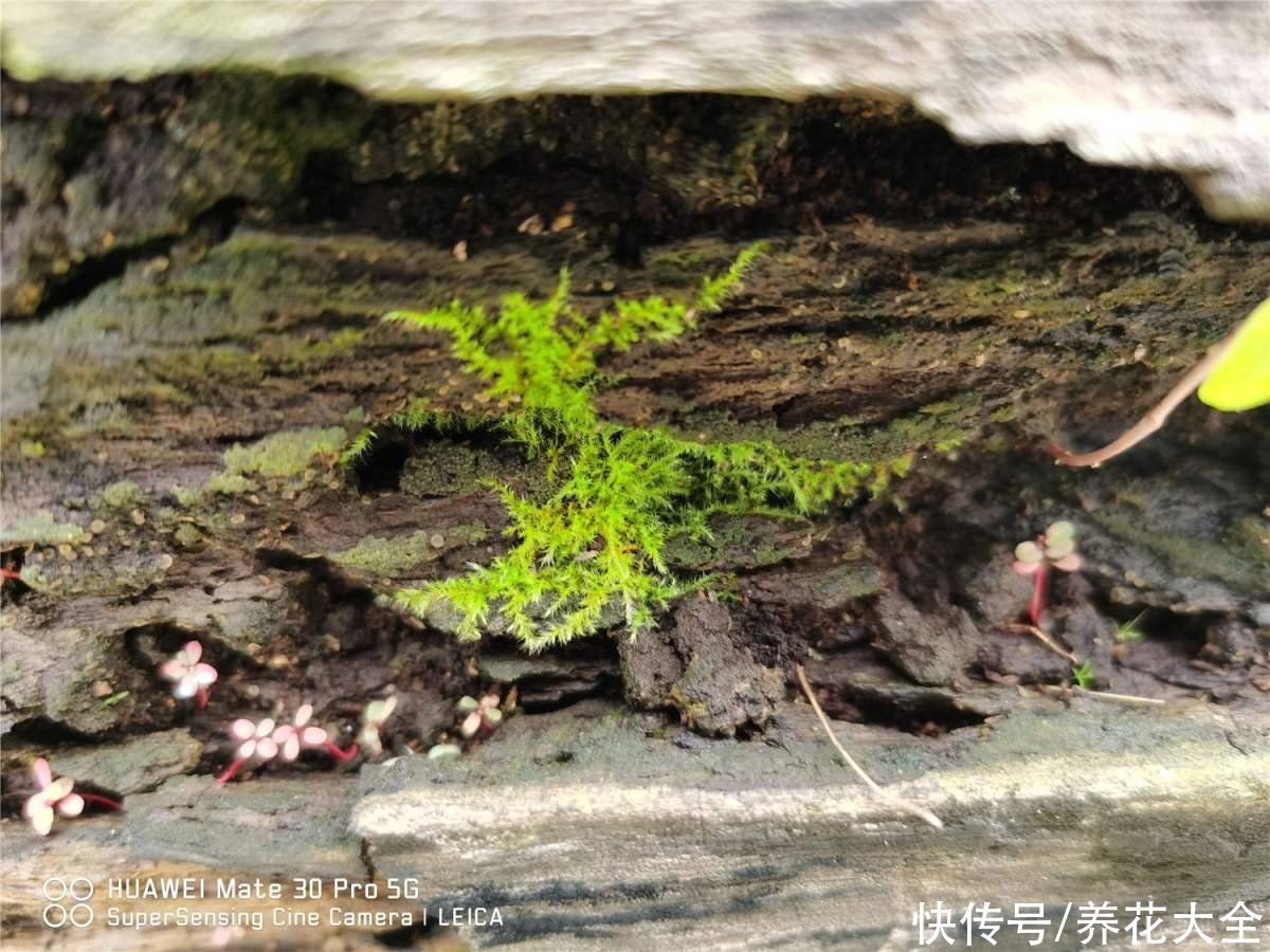 苔藓也能在家养，作用真不少，很快就能繁殖一大片