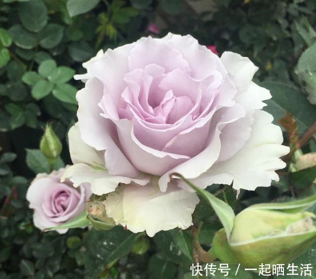 去年买的月季,花越开越小颜色越来越淡。用这几招马上恢复如初!