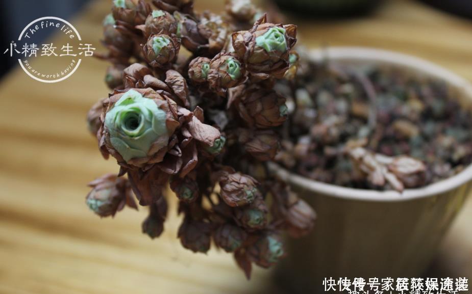 一个小细节,关系多肉安全度夏,这事做得早,肉肉夏天没烦恼