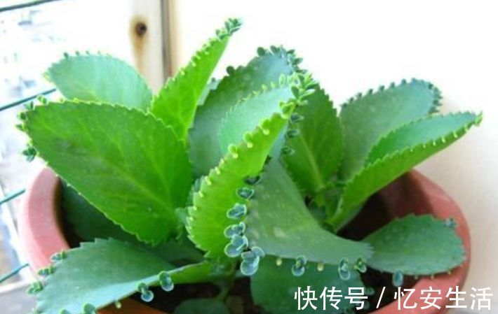 家中“5个”位置不能养花，要么黄叶又烂根，快搬走，才能长得旺