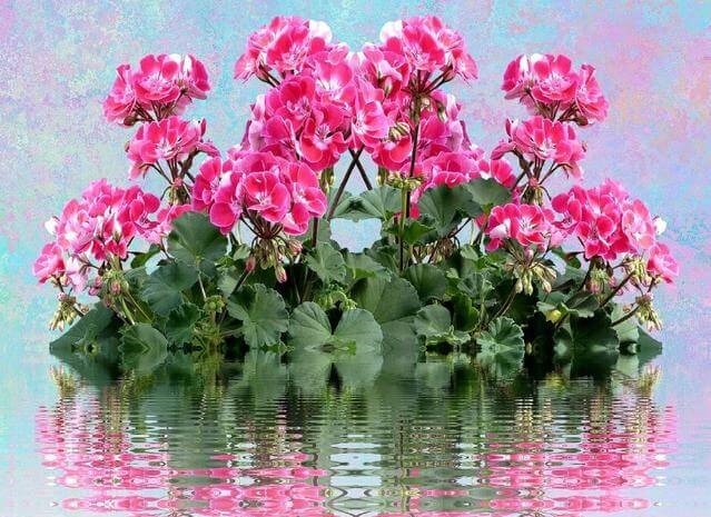 这一花卉一年四季都开花，快来养一盆，附上养护方法和注意事项