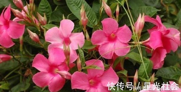 盆栽|一种小花太神奇，一对叶子6朵花，养一棵开一片，室内室外都能养！