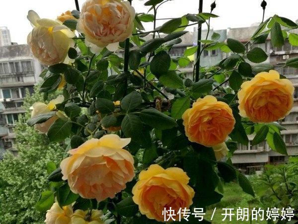 8种浓香型月季,个个惊艳十足,花香闻之沁人心脾,让人爱不释手
