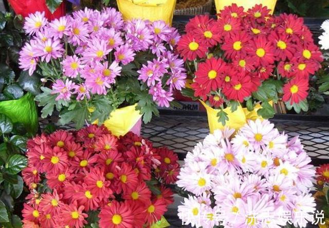 家中有阳台就养3种花，盆栽好养又漂亮，一年四季花开不断