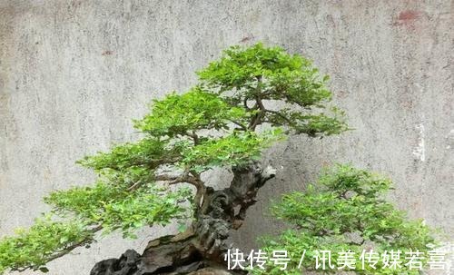 枝干|黄荆盆景一直不旺,啥原因?怎样才能解决?