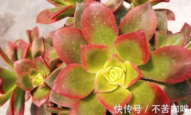 阳台上的多肉都变美了,尤其是艳日辉,色彩绚丽惹人爱