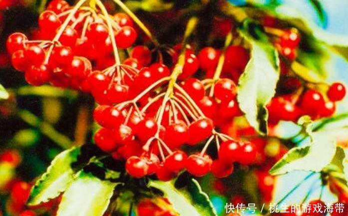 血液通暢的女性,皮膚才會(huì)細(xì)膩,常吃“活血果”,助你活血防癌!