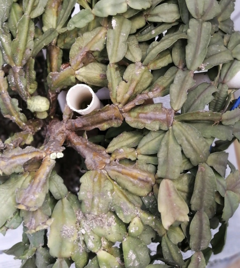 病虫害|夏天养蟹爪兰,“3点”做不好,黄叶、耷拉、介壳虫,活不到秋天