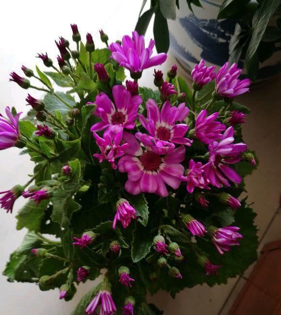 小苏打,小药片都是忽悠人,老大爷用它来养花