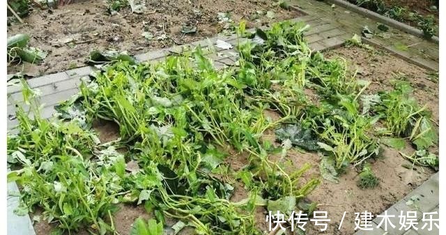 谢霆锋暴雨天给蔬菜打伞,引来6百万人围观,网友:这是什么操作