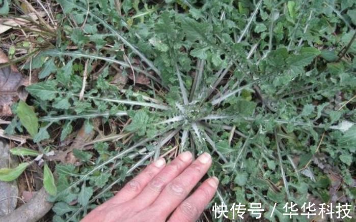 蒲公英|农村的这种野菜,比蒲公英还有营养,却被很多人当野草拔了