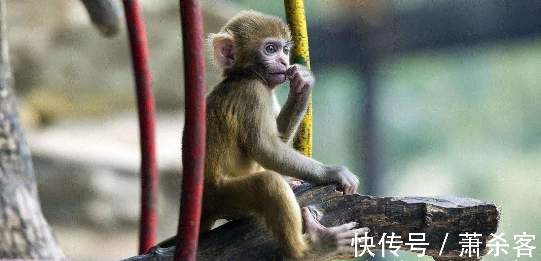 财源|属猴人逢牛年有贵人相助，前半年丰衣足食，后半年财源滚滚