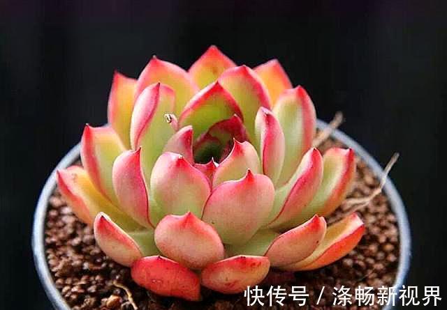 缺水|怎么判断多肉需要浇水3个经验，又快又准！