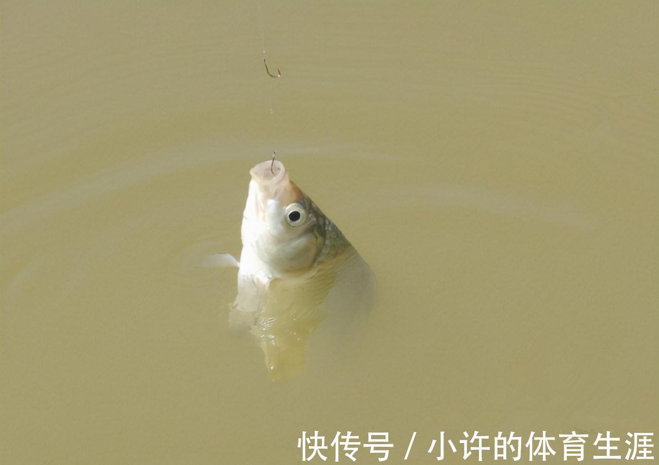 鱼口太轻，不妨试试这几招，信号一出就提竿，竿竿都有实口