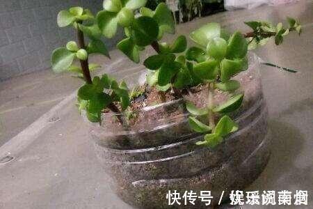花卉|这三棵树''太贵'',偷偷折一根''枝''就能活,别再花冤枉钱。
