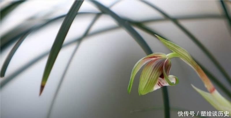 成全|郑板桥信手拈来的一首诗,题写在自己画作上,成全了兰花的美名!