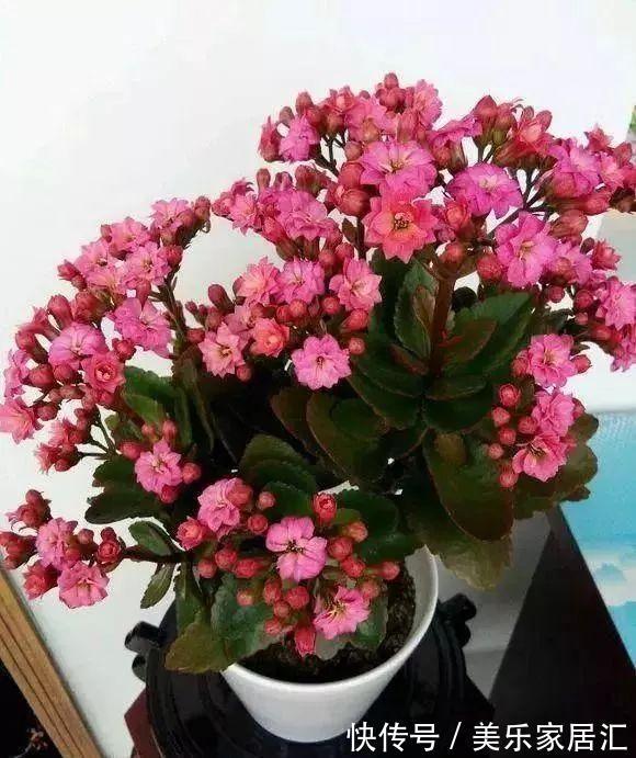 长寿花这样剪,插花盆里30天后,阳台装不下