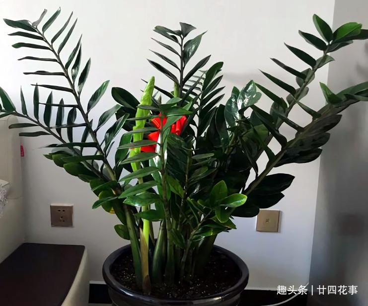 浇水|9种花,12月要“控水、断肥”,不注意烂根黄叶,活不到开春
