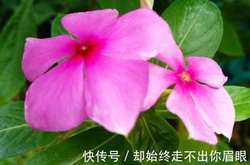 喜欢在家中养花,就来看看5种花卉,花期长,花朵高雅美丽,漂亮