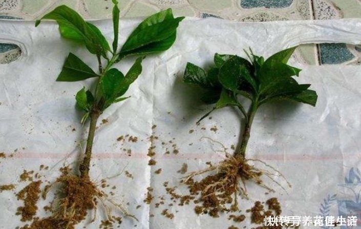 河沙|养花用“沙子”栽种,好处多多,告诉你它的4个使用“技巧”