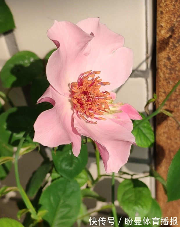 花瓣|10个最奇葩的月季品种,你可能一个都没见过!