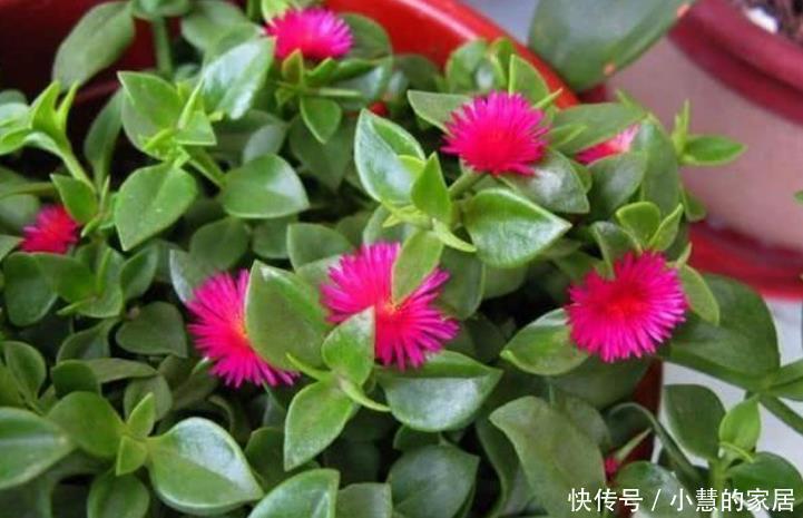 3种花便宜漂亮又好养，10元买两盆，开花漂亮花期长，谁养谁喜欢