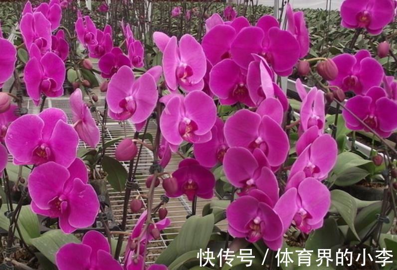 学会一个小技巧，蝴蝶兰不黄叶烂根，猛长新根花开一串串