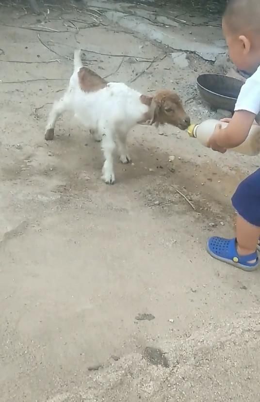 宝宝|小宝宝给小羊喂奶,小羊跪地的这个姿势,瞬间戳中路人萌点