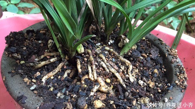 兰花烂根空根怎么办？关键是栽种不得当，一定要掌握好技巧才行