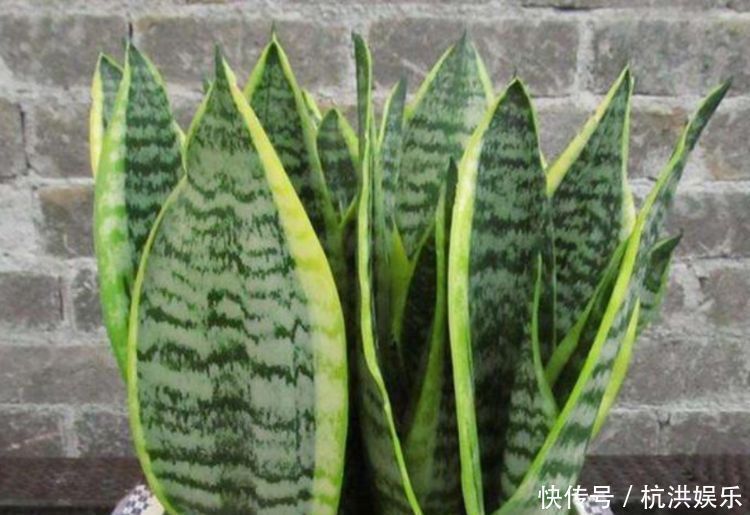 发财树|“四朵花”最适合懒人养,埋在土里就活,水疯狂地长,漂亮的开花期长