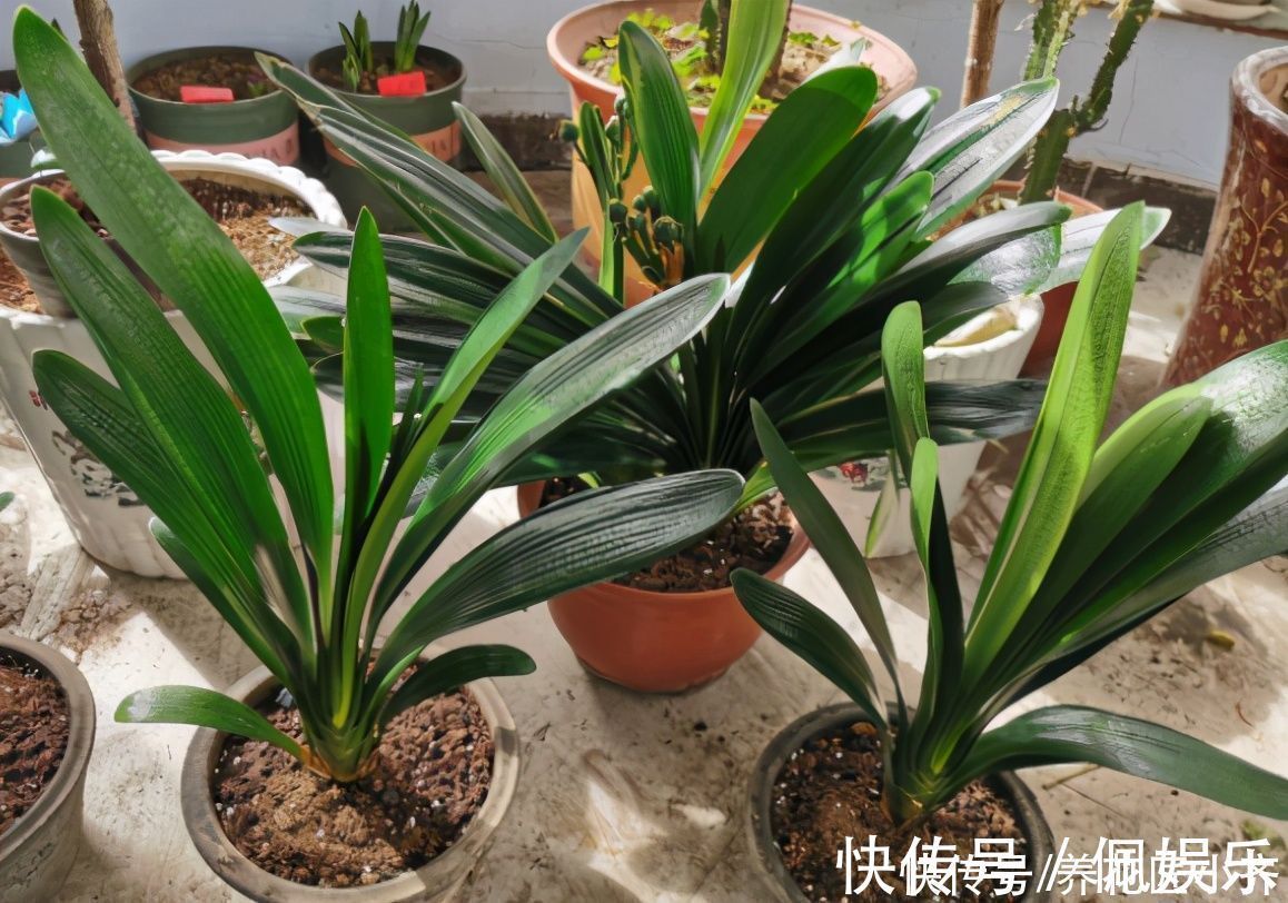 养君子兰|春季养君子兰,新手不经意会犯五个错,难怪越养越糟,始终养不好