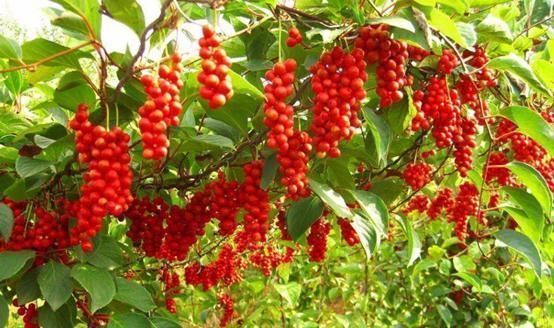 肝脏|肝病一发现就是晚期?2条腿不停的给“信号”提醒,都被无视了