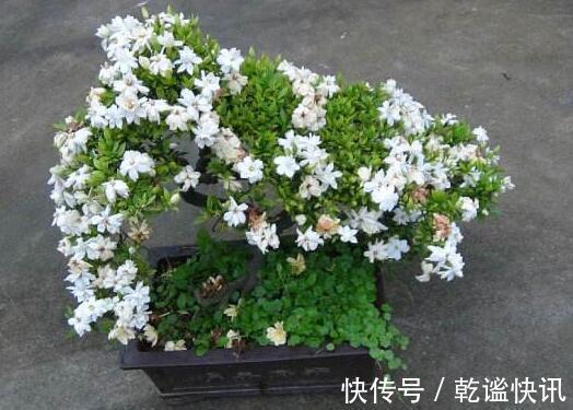 养栀子花，几个“小技巧”，三年养成树，开花满枝，芳香又美丽！