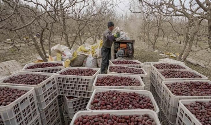 疾病|红枣虽好,疾病不少,这3种情况下吃红枣百害无一利,了解一下